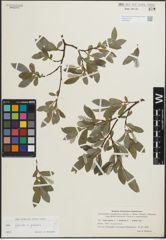 Foto von Salix glauca L. x Salix polaris Wahlenb.